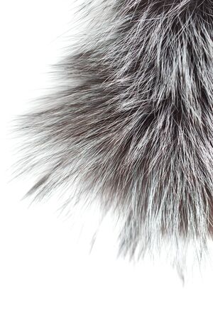 black and gray fur on a white background