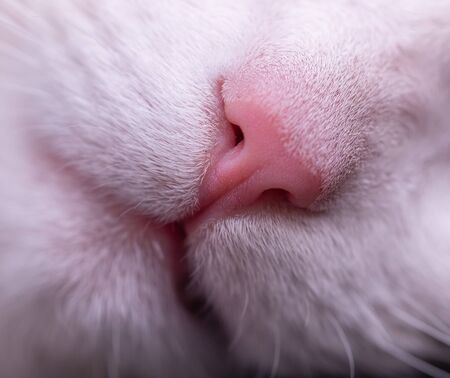 cat pink nose as backgroundの写真素材