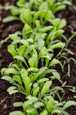 young sprouts greens cress saladの写真素材