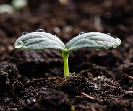 young cucumber sprout in the groundの写真素材