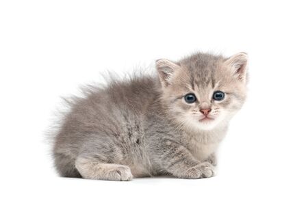 gray kitten one month old on a white backgroundの写真素材
