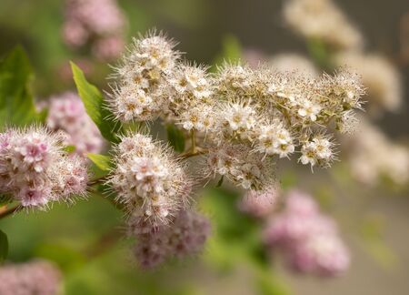 small flowers on a branch as a background