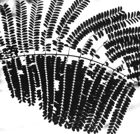 black and white silhouette of leaves on a branchの写真素材