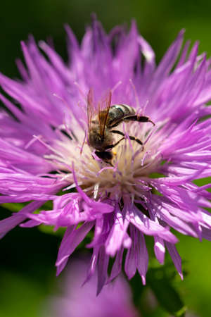 lilac flower with a beeの写真素材