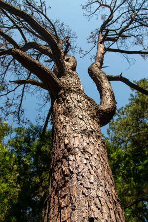big tree with crooked branches against the sky