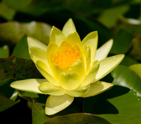yellow water lily flower in the pond