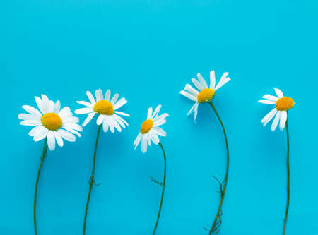 small pharmacy fresh chamomiles on a blue backgroundの写真素材