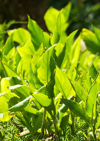 green leaves in sunlight as backgroundの写真素材