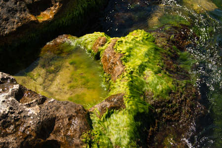 algae on a stone in sea waterの写真素材
