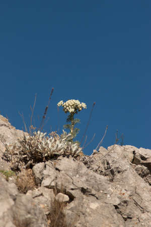 dry flower growing on a rock