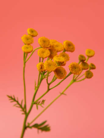 small yellow flowers on a pink background