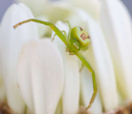 chamomile flower bud with green spiderの写真素材