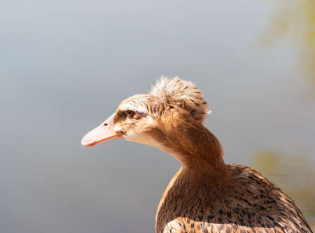 duck with feathers on headの写真素材