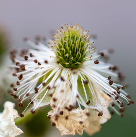 blackberry flower with white pollen ...