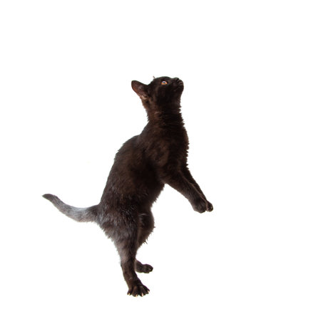 black cat on white backgroundの写真素材