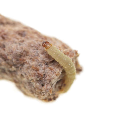 caterpillar eating cereal bran on white backgroundの写真素材