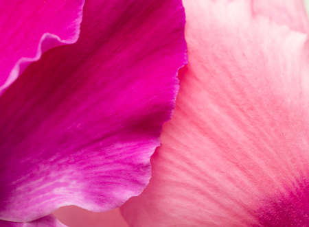 pink flower petals as backgroundの写真素材