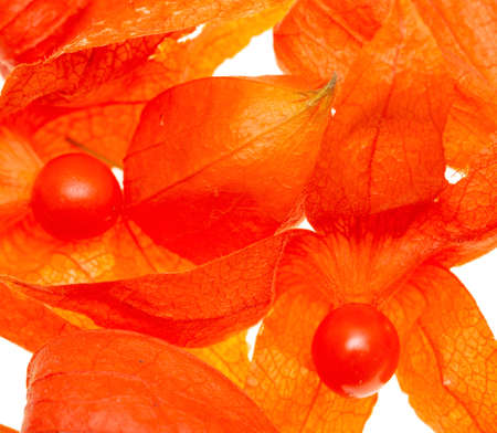 Physalis berries on a white backgroundの写真素材