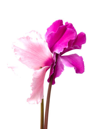 pink flower on white backgroundの写真素材