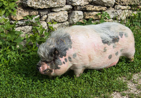 domestic pig for a walkの写真素材