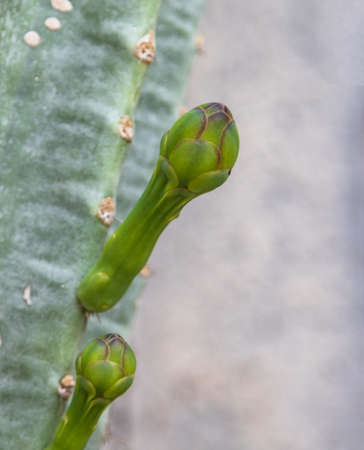 flower buds on a cactus stem as a background