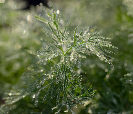 drops of morning dew on green dillの写真素材