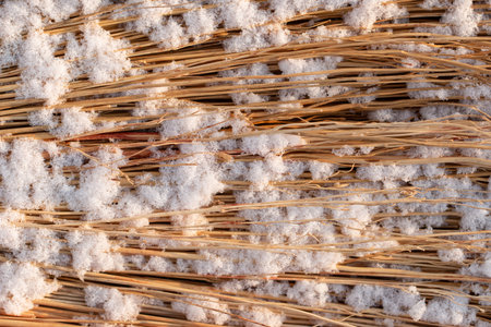 white snow on dry branches as backgroundの写真素材