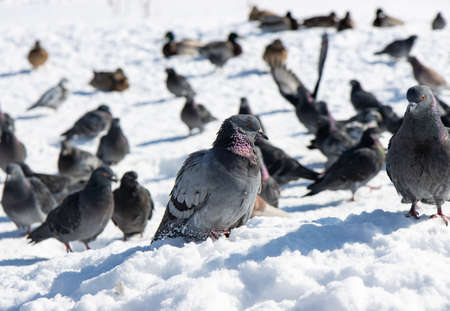 pigeons in the snow in the city in winterの写真素材