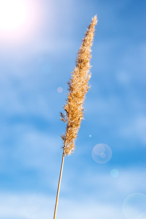 spikelet of grass against the skyの写真素材