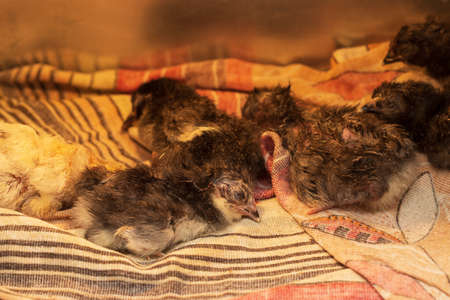 sleeping little chickens under warm light