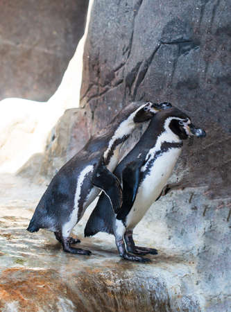 penguin at the zooの写真素材