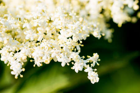 white flowers on a green backgroundの写真素材