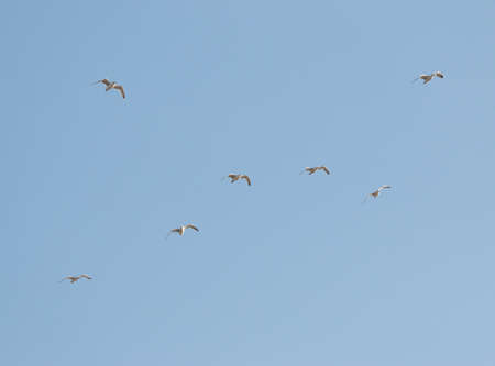 birds seagulls on a background of blue sky