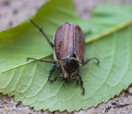 gray beetle with hairs on a green leafの写真素材