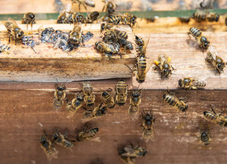 bees crawling on a wooden background