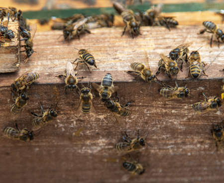 family of bees on wooden background