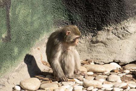 monkey walking in the park