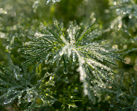 drops of morning dew on green dillの写真素材