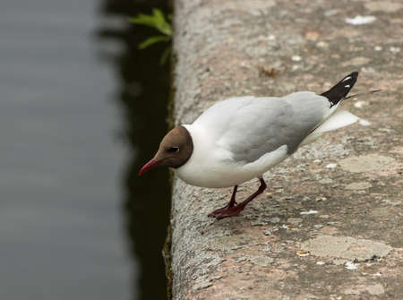seagull bird near the water