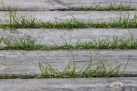 green grass among the wooden floor