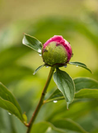 pink peony flower with raindropsの写真素材