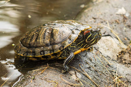 turtle at the water on vacationの写真素材