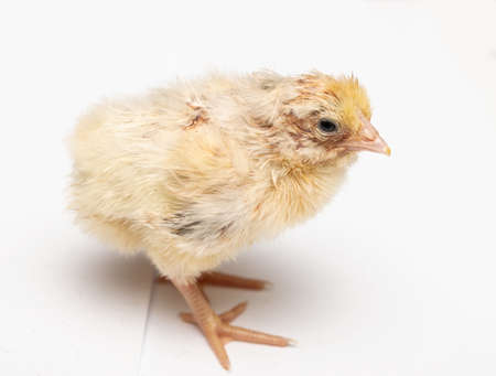 hatched chicks one day old on a white backgroundの写真素材