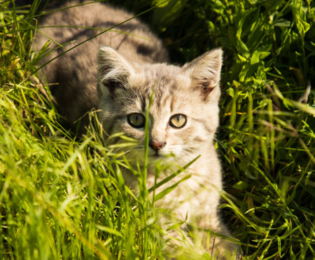 gray kitten in green grassの写真素材