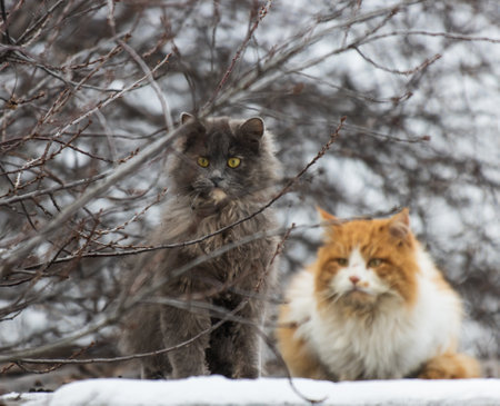 gray and red cat on a walk in winter