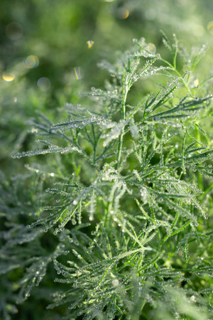 drops of morning dew on green dill