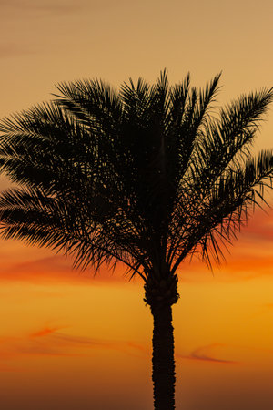 palm leaves against the backdrop of a sunset