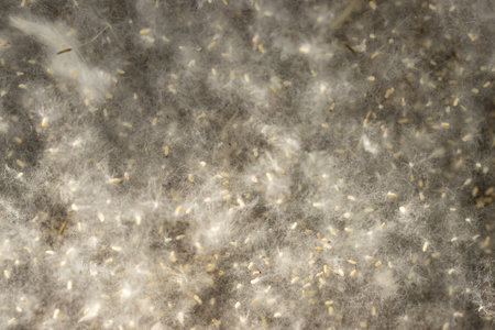 white poplar fluff as a background