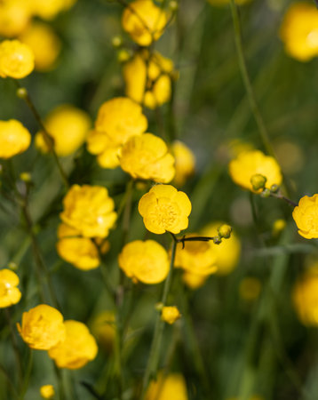 small yellow flowers on a green backgroundの写真素材