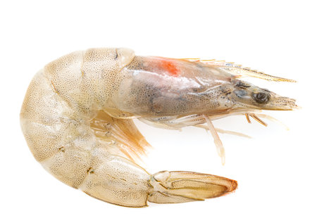 fresh white-legged shrimp on a white backgroundの写真素材